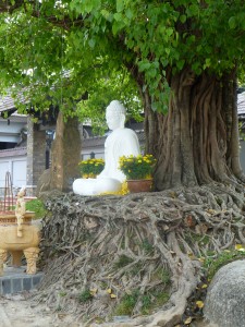 Bouddha au creu d'un arbre