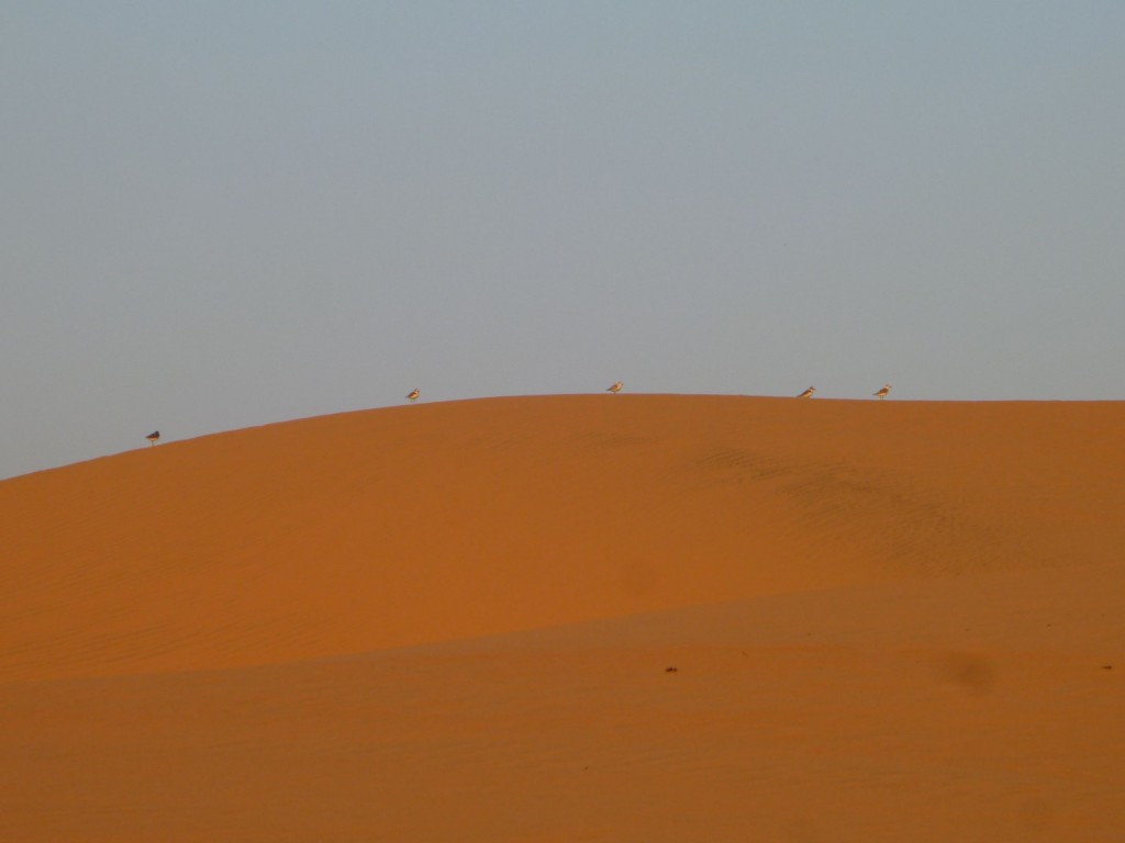 Oiseaux sur dunes