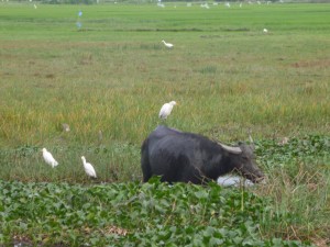 Buffle d'eau à Hoi An avec ses compagnons blancs